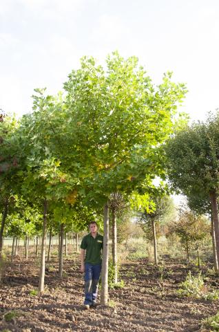 Liriodendron tulipifera